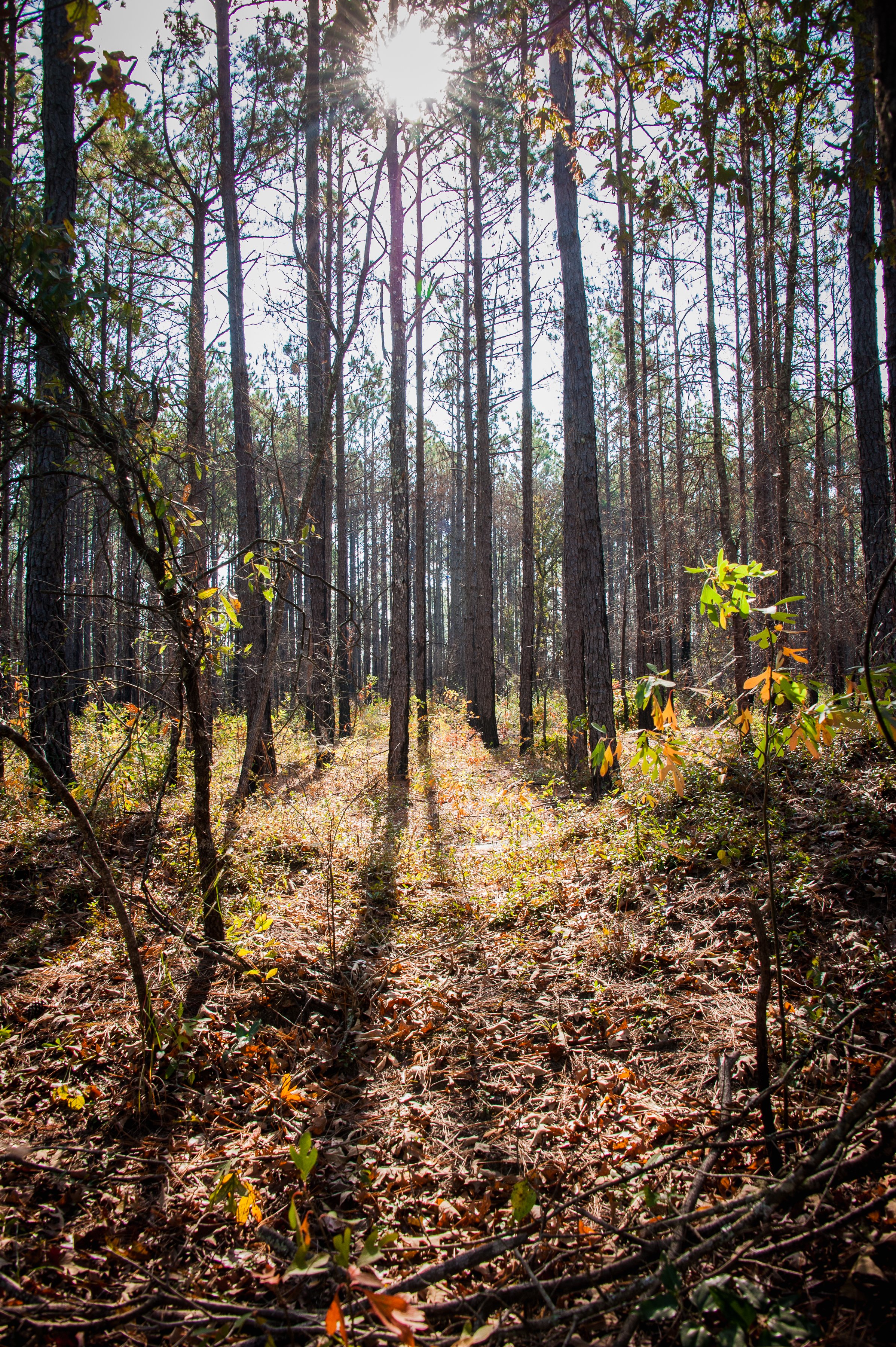 SRS Deer Hunt scenic photo